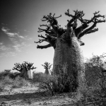 Les baobabs - Hubert Folliot